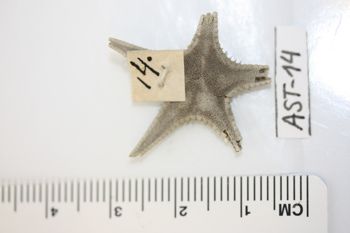 Media type: image;   Invertebrate Zoology AST-14 Description: Preserved specimen.;